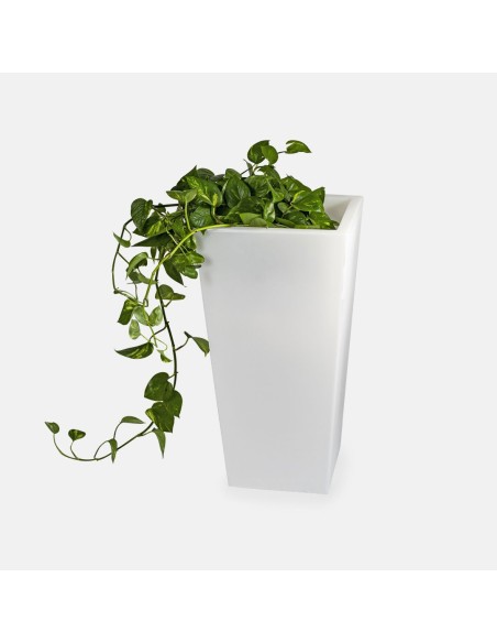 Cedar vaso luminoso alto